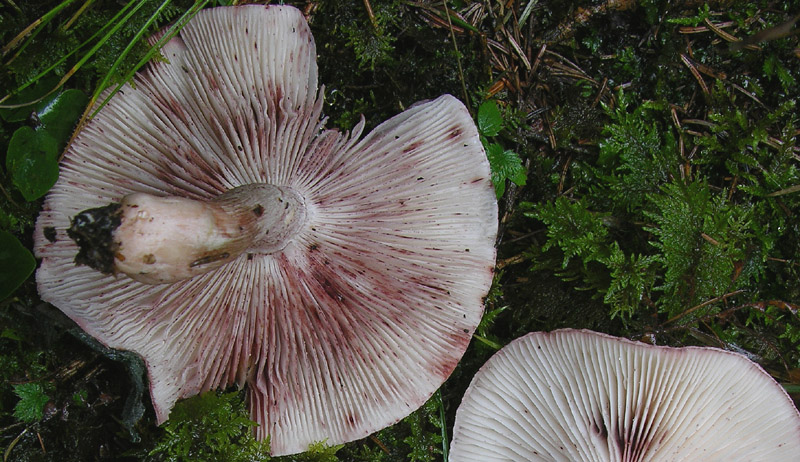 Hygrophorus erubescens